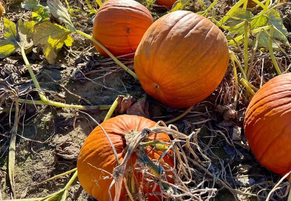 A few pumpkins in a pumpkin patch.