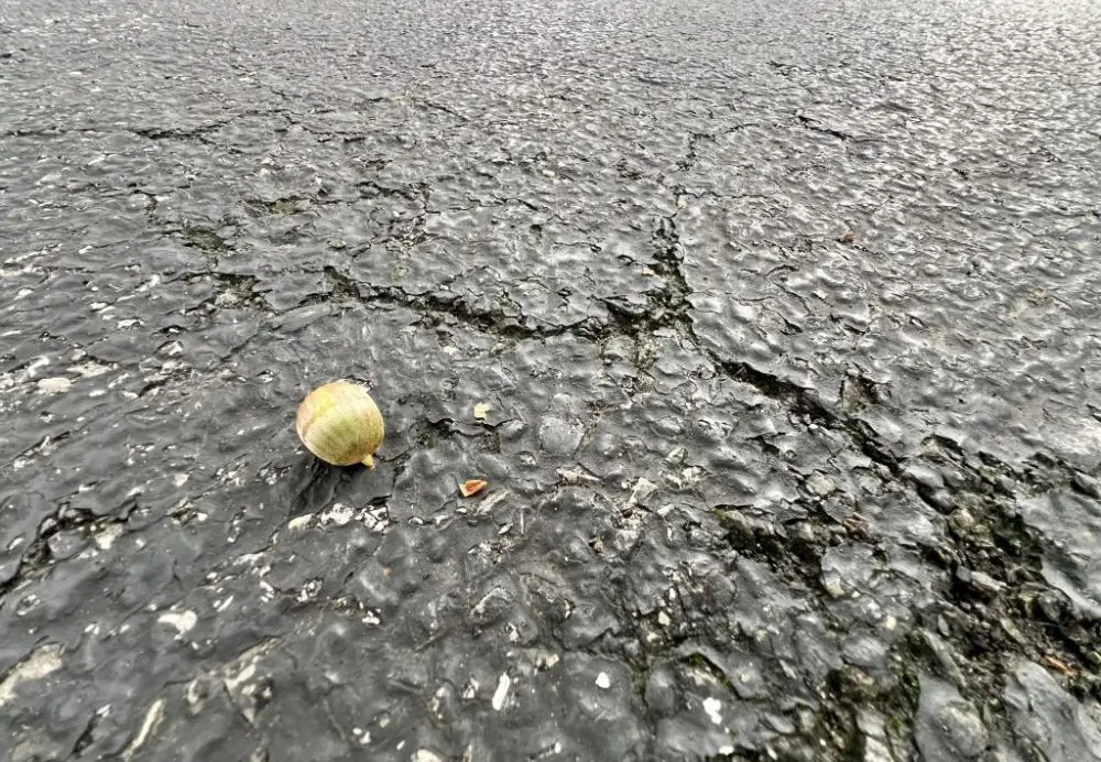 A single acorn on cracked pavement.
