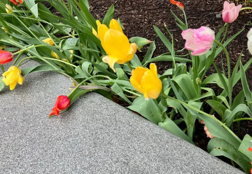 Yellow, pink and red tulips in a flower bed.