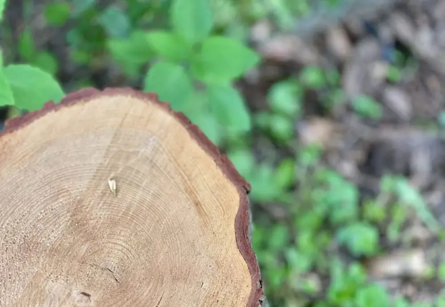 A zoomed in picture of rings on a tree stump.